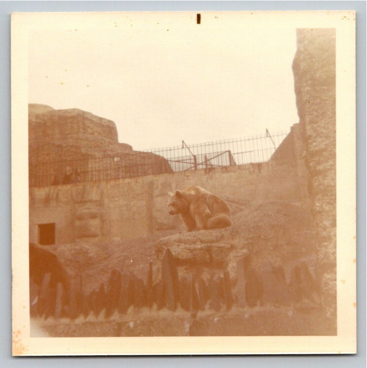 Vintage 1970 London Zoo Snapshot: Brown Bear on Mappin Terraces