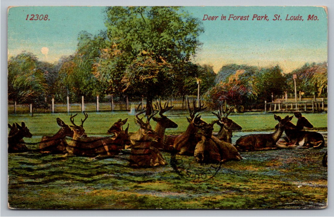 Vintage 1914 Forest Park Deer Herd Postcard St. Louis Missouri