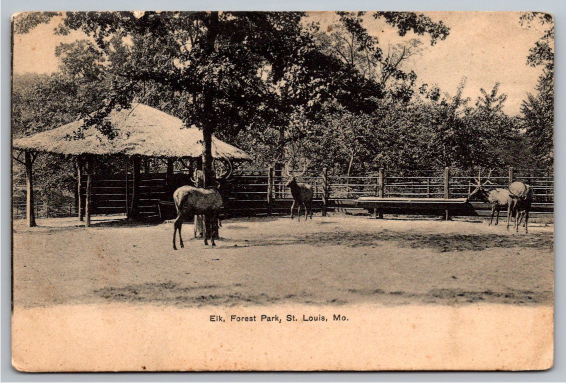 Vintage 1908 Forest Park Elk Paddock Postcard, St. Louis Missouri