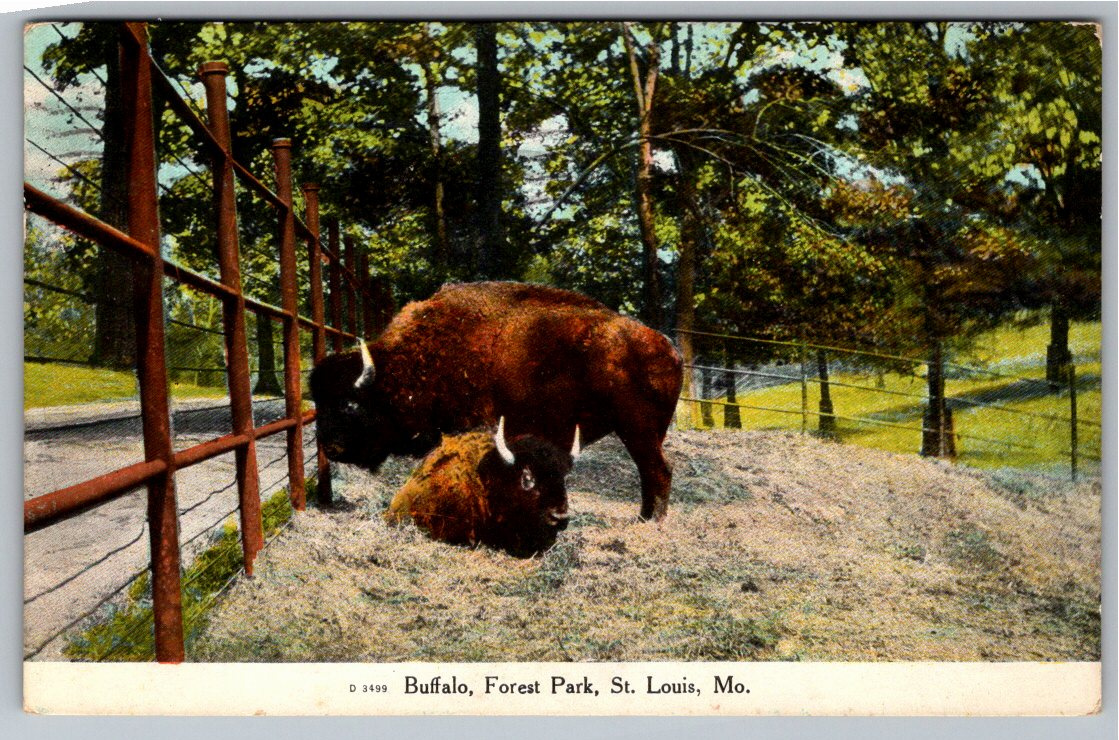 1909 Vintage Buffalo Bison Postcard Forest Park St. Louis, MO