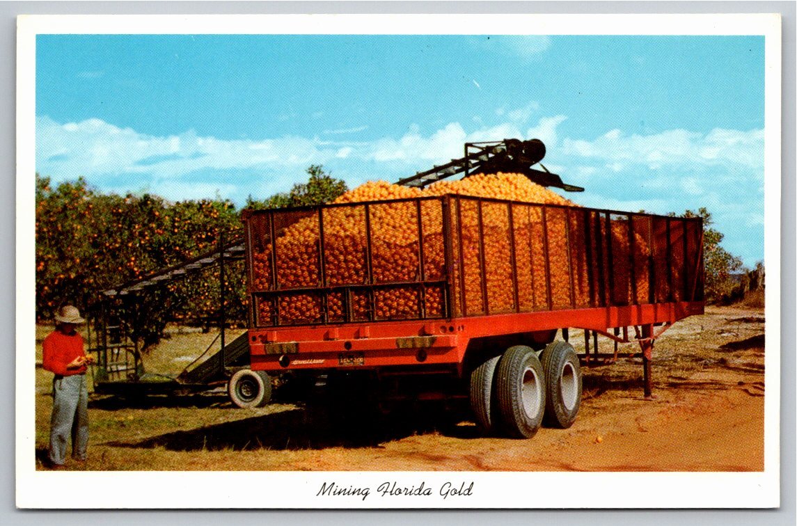 Vintage Mining Florida Gold Orange Citrus Harvest Truck Postcard