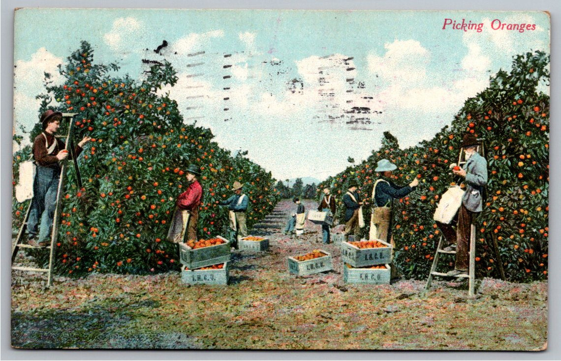 1910 Los Angeles Citrus Harvest Vintage Postcard | California