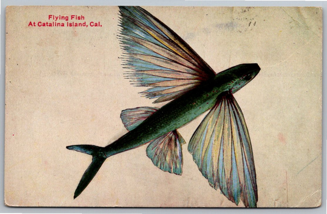 Antique 1926 Catalina Island Flying Fish Postcard: Avalon, CA