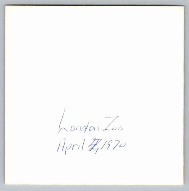 Vintage 1970 London Zoo Brutalist Elephant & Rhino Pavilion Photo - Back / Reverse View