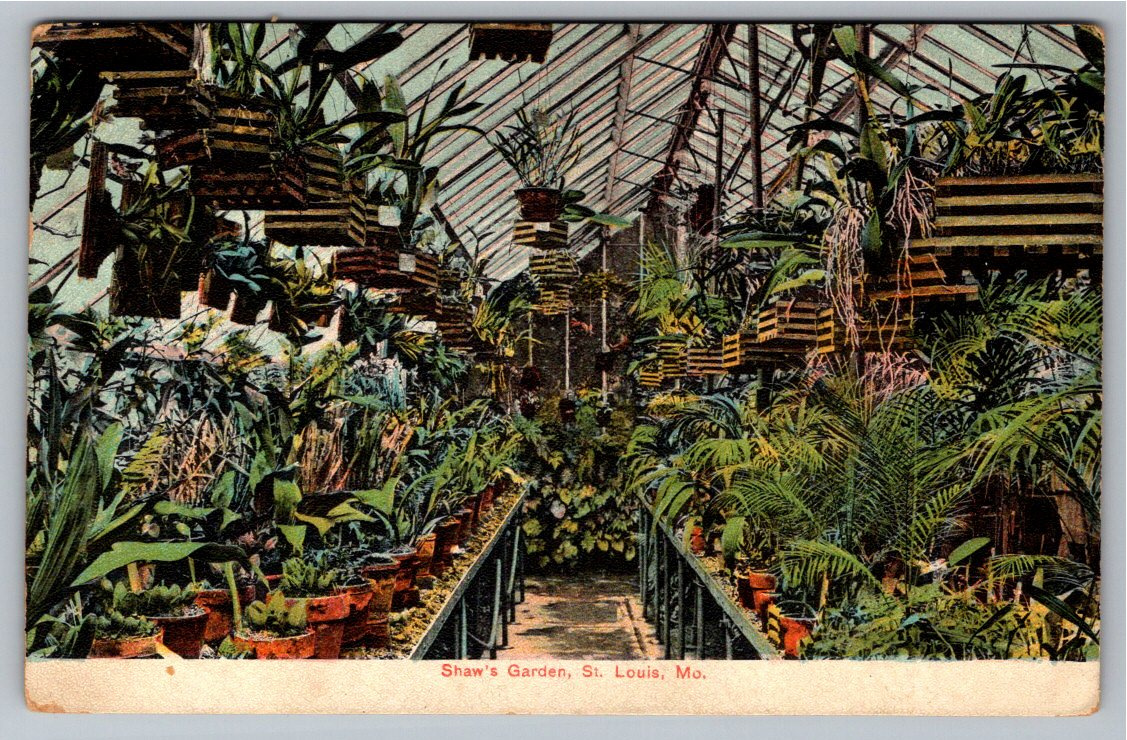 1908 Shaw's Garden Greenhouse Orchids St. Louis Vintage Postcard