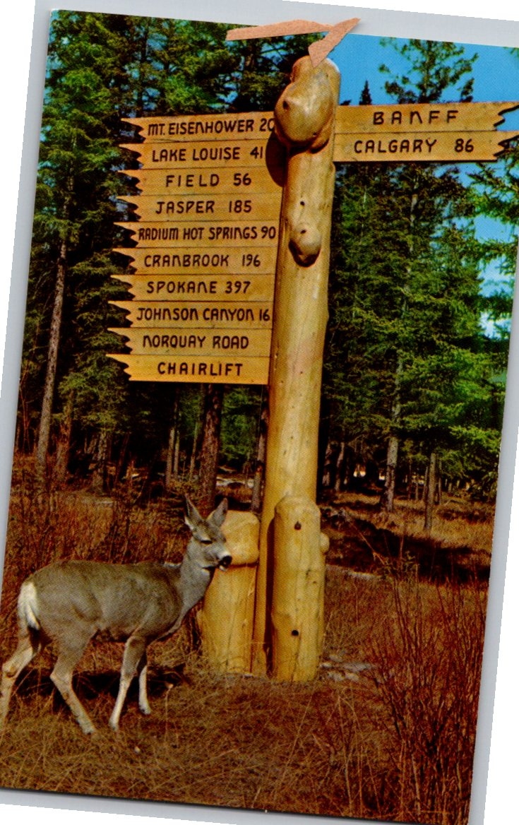 Vintage 1960s Banff National Park Postcard: Mule Deer & Rustic