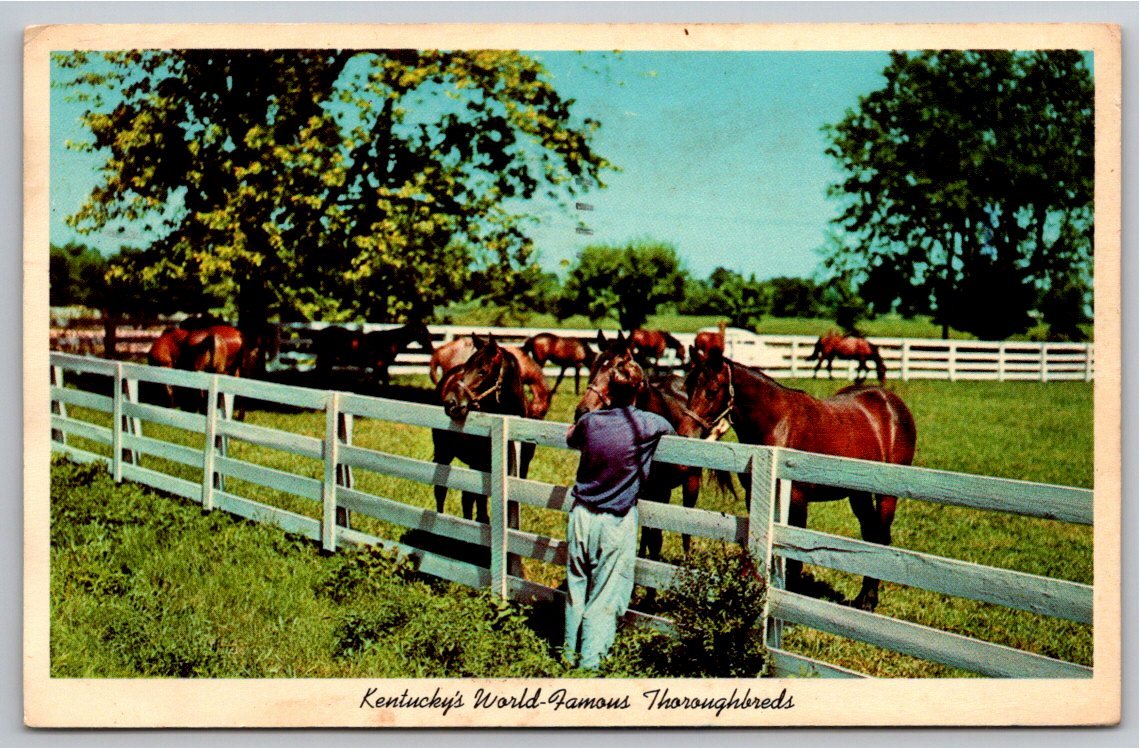 Vintage Blue Grass Kentucky Horse Farm Postcard | Curt Teich