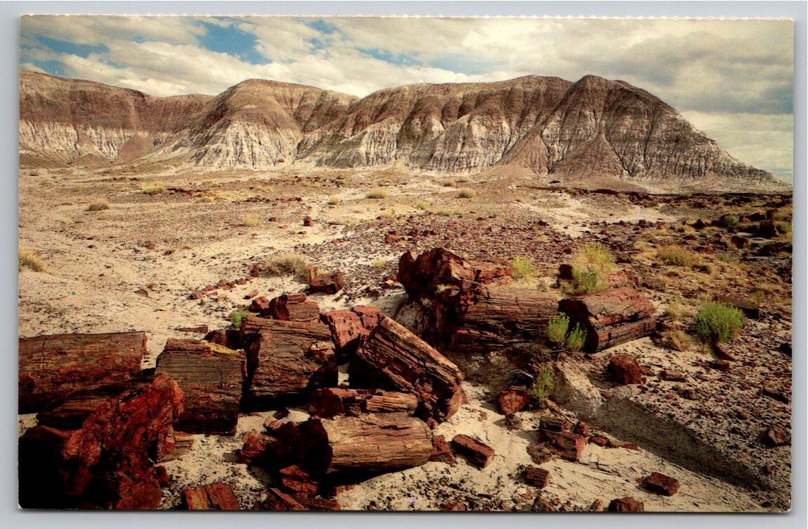 Vintage Petrified Forest National Monument Postcard by Ray Manley