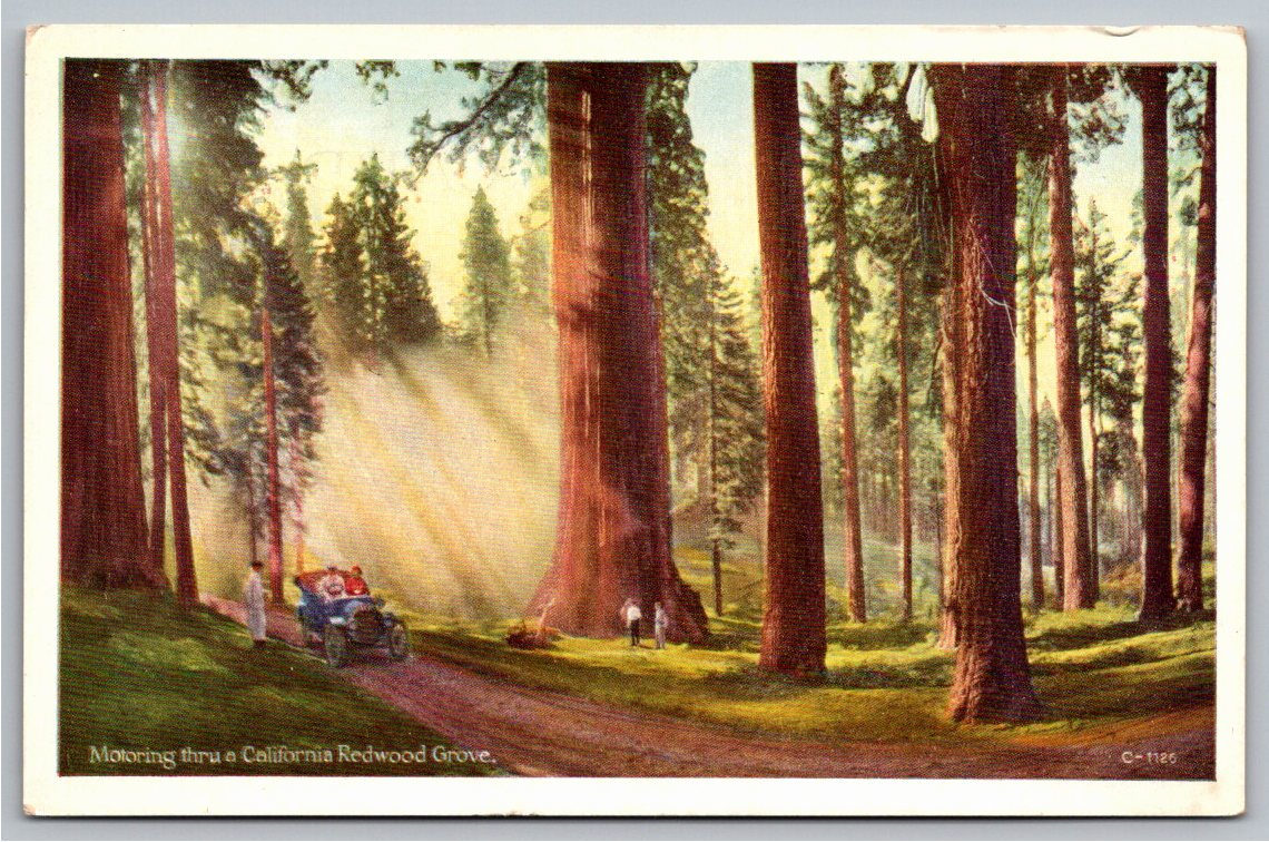 1910s Antique Touring Car in California Redwood Grove Color