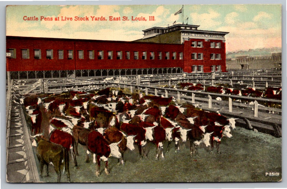 1913 East St. Louis Live Stock Yards Vintage Postcard: Cattle