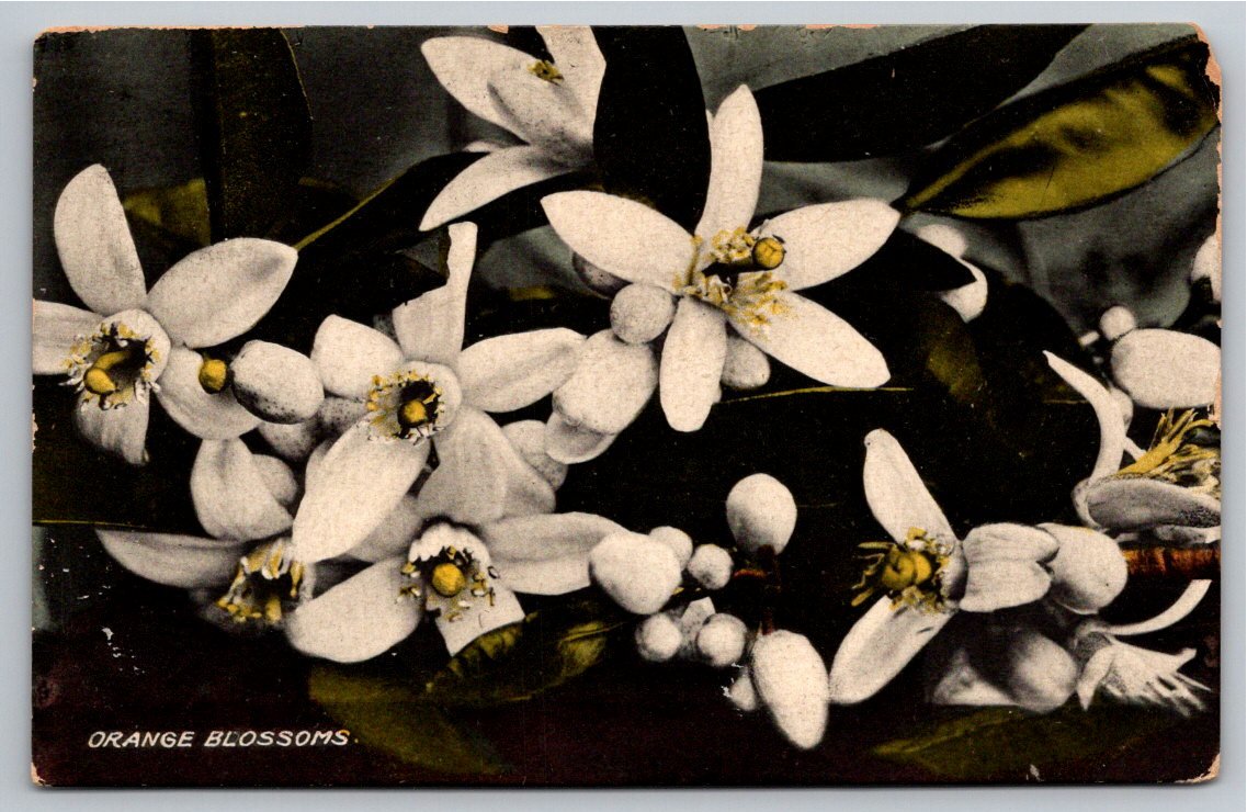 Vintage Florida Orange Blossoms Postcard G.W. Morris St.