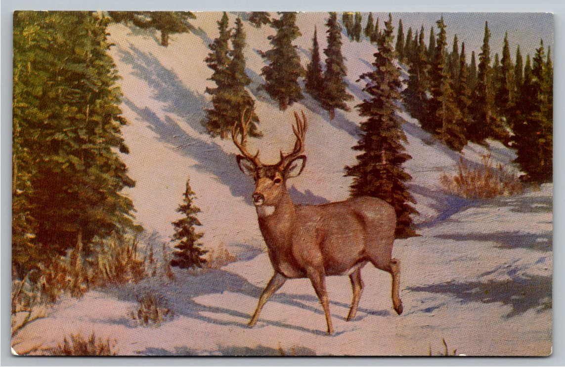 Vintage 1960s Mule Deer Buck Postcard: LH Peters Wildlife Art