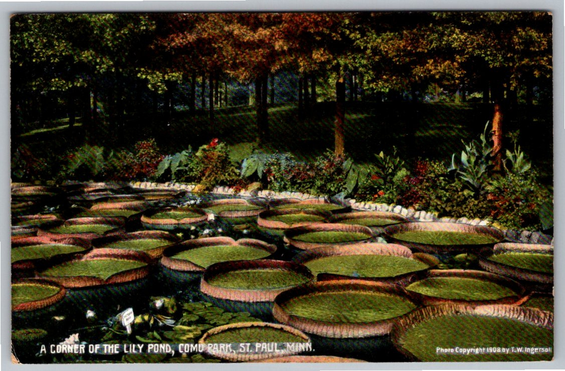 1908 Como Park Lily Pond St. Paul Minnesota Vintage Postcard