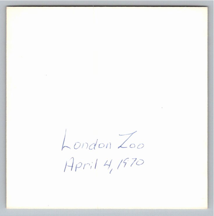 Vintage 1970 London Zoo Sea Lion Exhibit Original Square Photo - Back / Reverse View