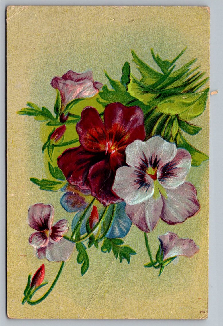 Antique 1911 Embossed Pansy Floral Postcard Caldwell Missouri