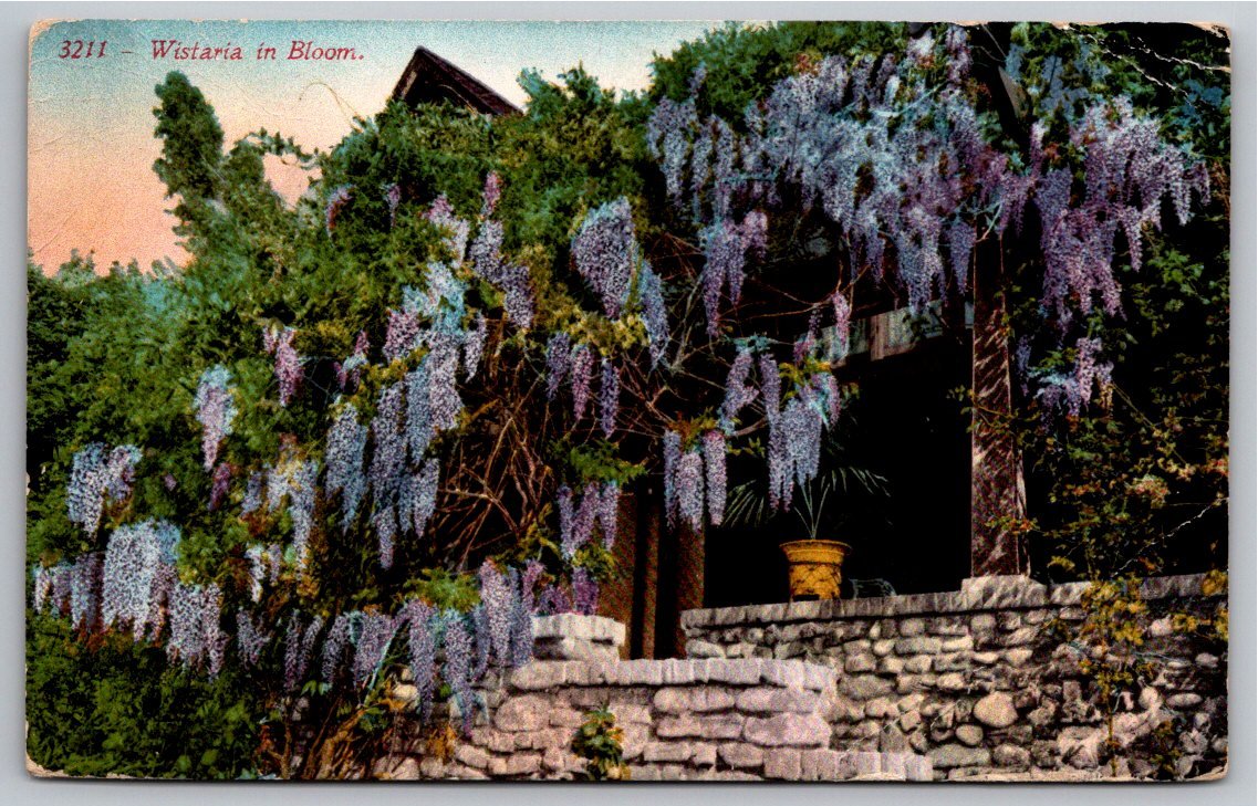 1916 Wistaria in Bloom San Francisco Postcard | Edw H Mitchell