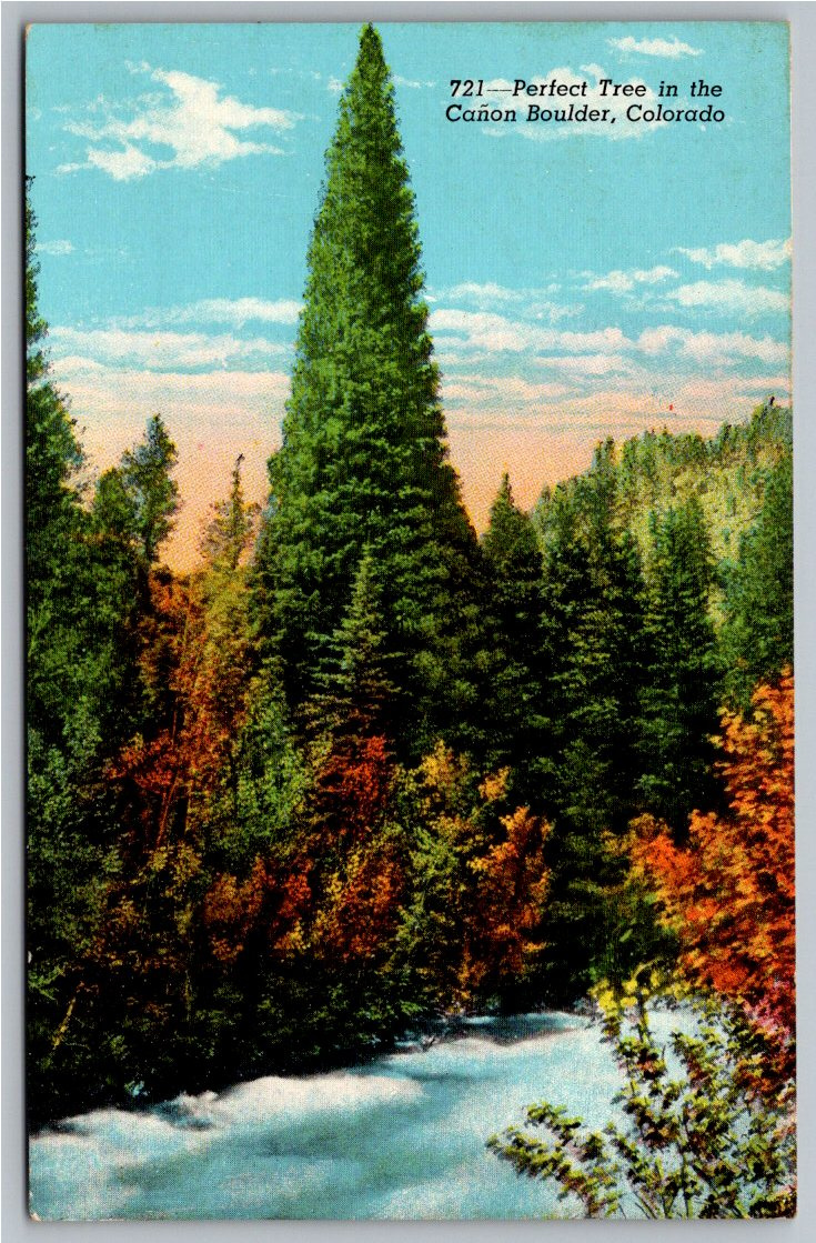 Vintage 1930 Boulder Canyon Colorado Perfect Tree Postcard