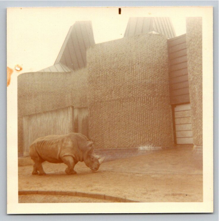 Vintage 1970 London Zoo Brutalist Elephant & Rhino Pavilion Photo