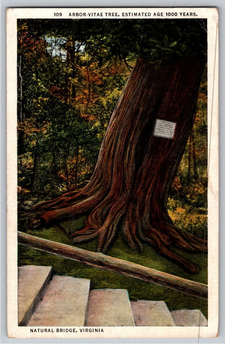 1937 Natural Bridge Virginia 1000 Year Old Arbor-Vitae Tree