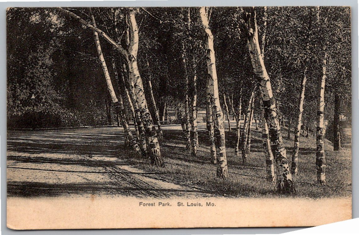 Vintage 1906 Forest Park Birch Trees St. Louis Missouri Postcard