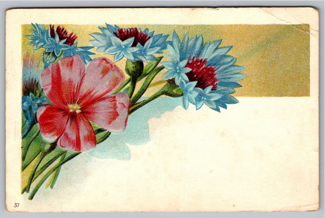 1912 Embossed Floral Vintage Postcard Cornflowers & Pink Flax