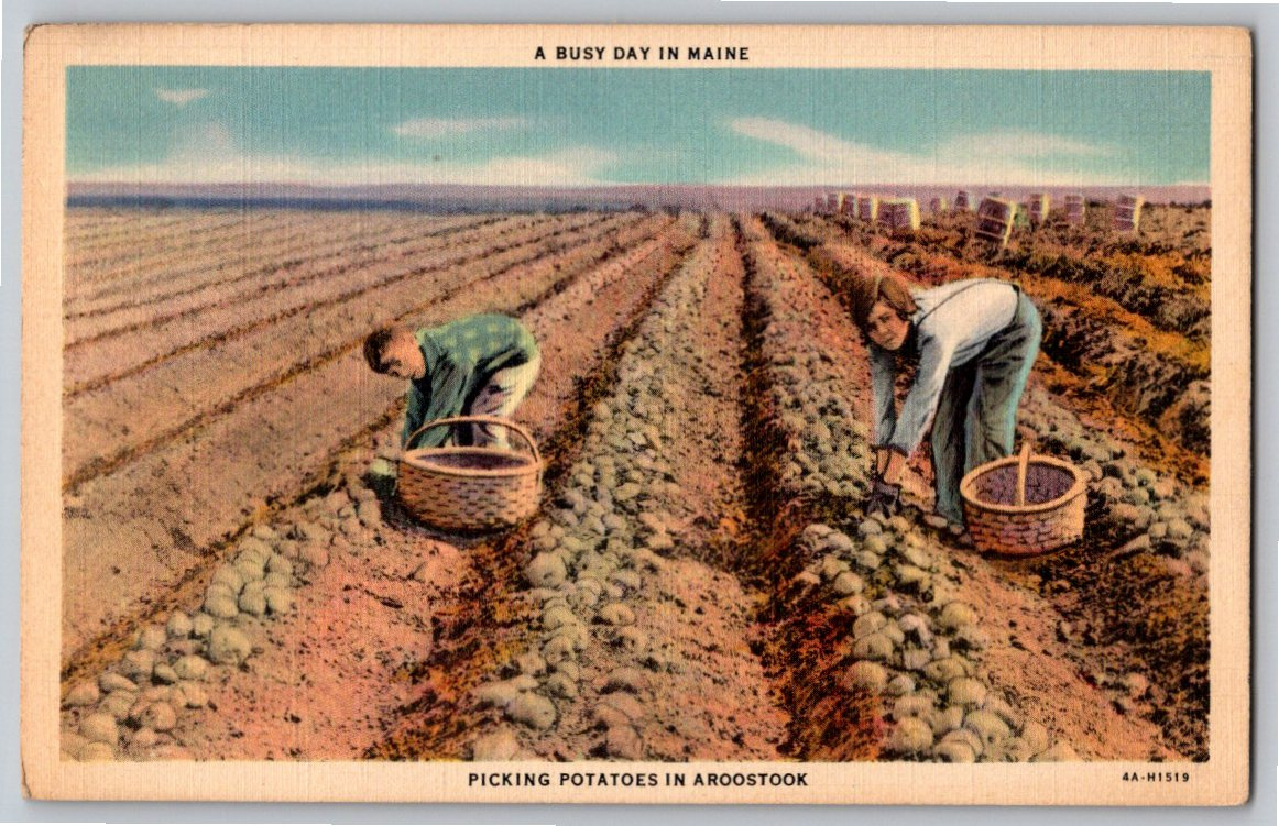 1930s Aroostook County Maine Potato Harvest Vintage Linen