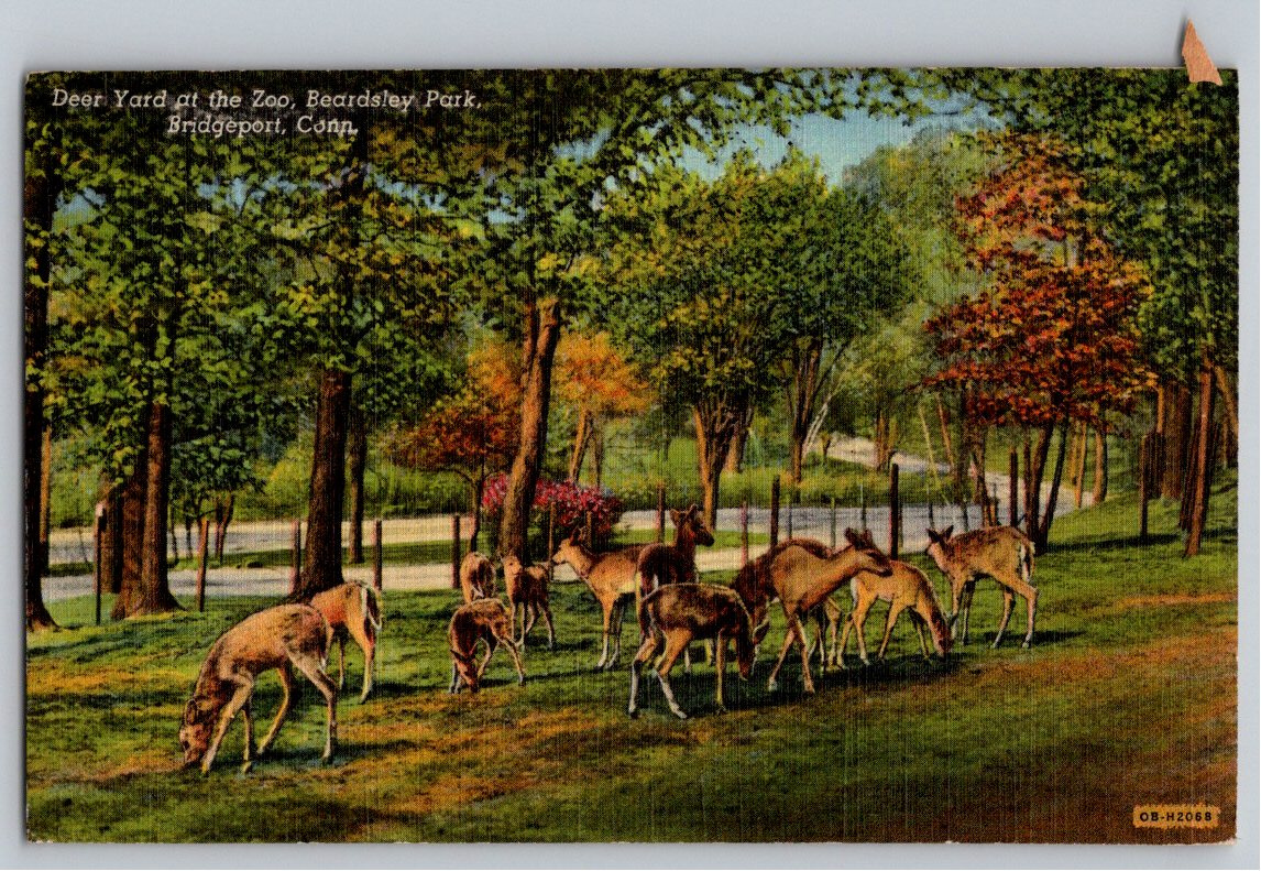 1946 Beardsley Park Zoo Deer Yard Postcard Bridgeport Connecticut