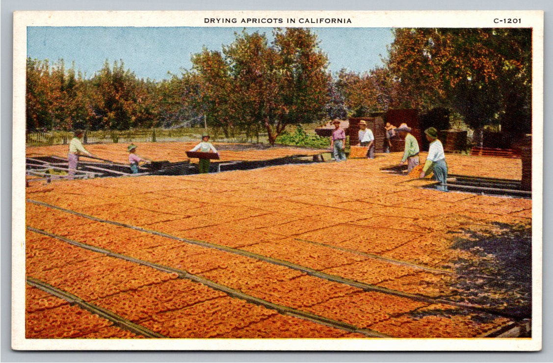 Vintage 1910s California Drying Apricots Orchard Agriculture