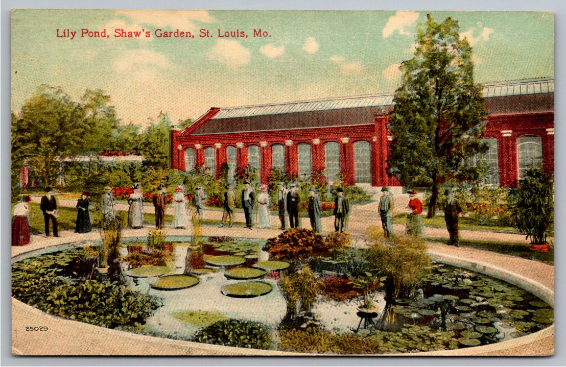 Antique 1912 Shaw's Garden Lily Pond Postcard St. Louis Missouri