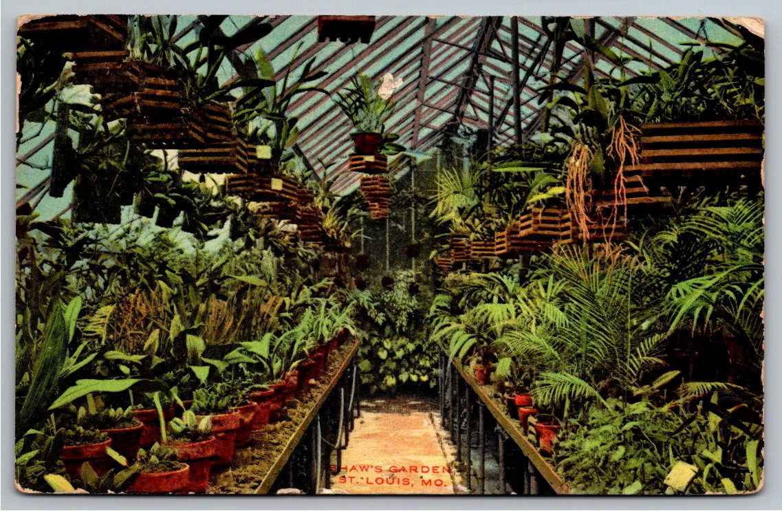 1909 Shaw's Garden Greenhouse Orchid House St. Louis Postcard