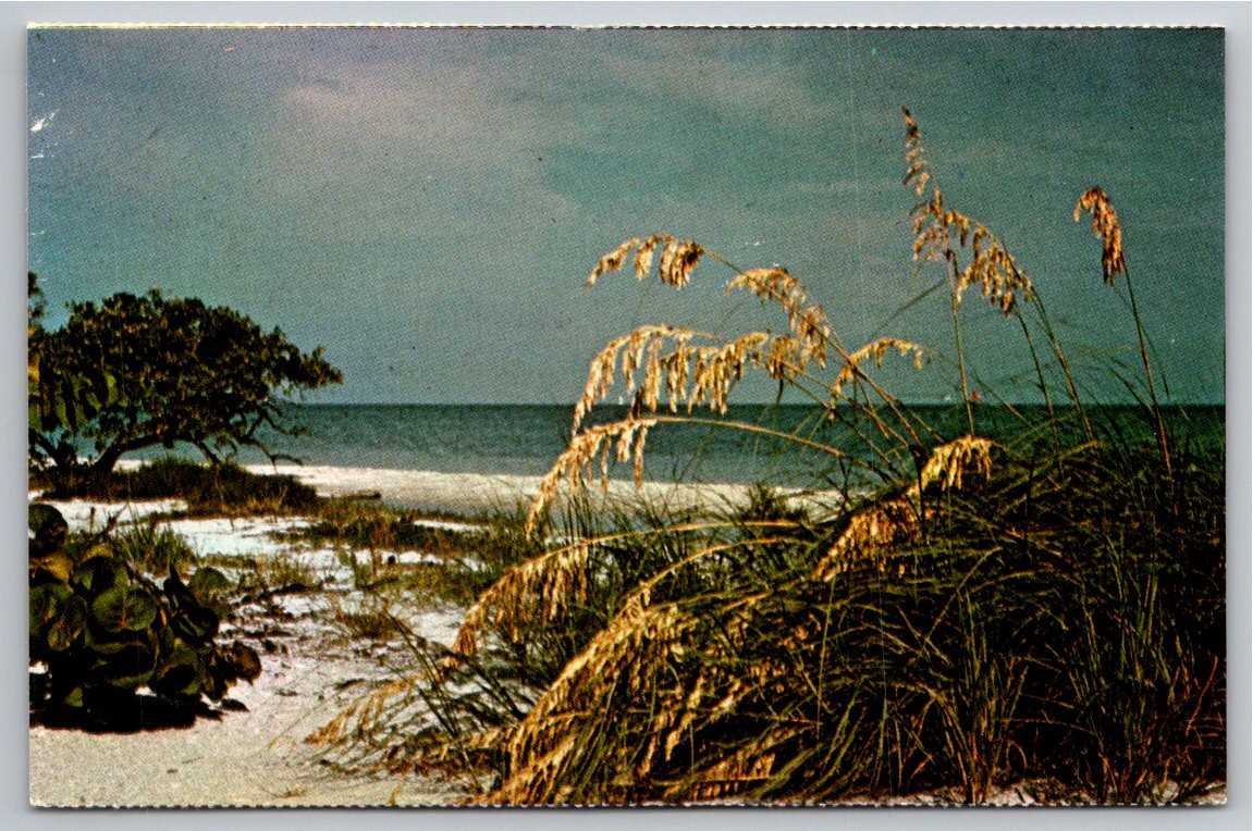 De Soto National Memorial Bradenton FL Sea Oats Vintage Postcard