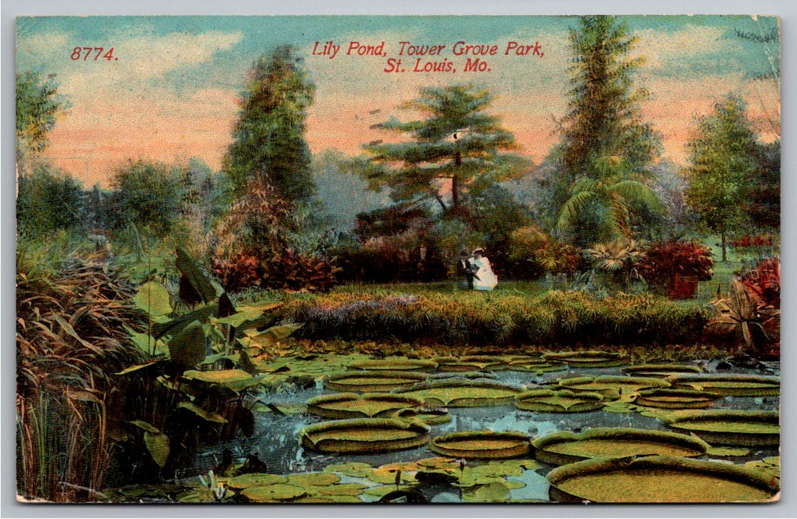 1913 Giant Water Lilies Lily Pond Tower Grove Park St. Louis