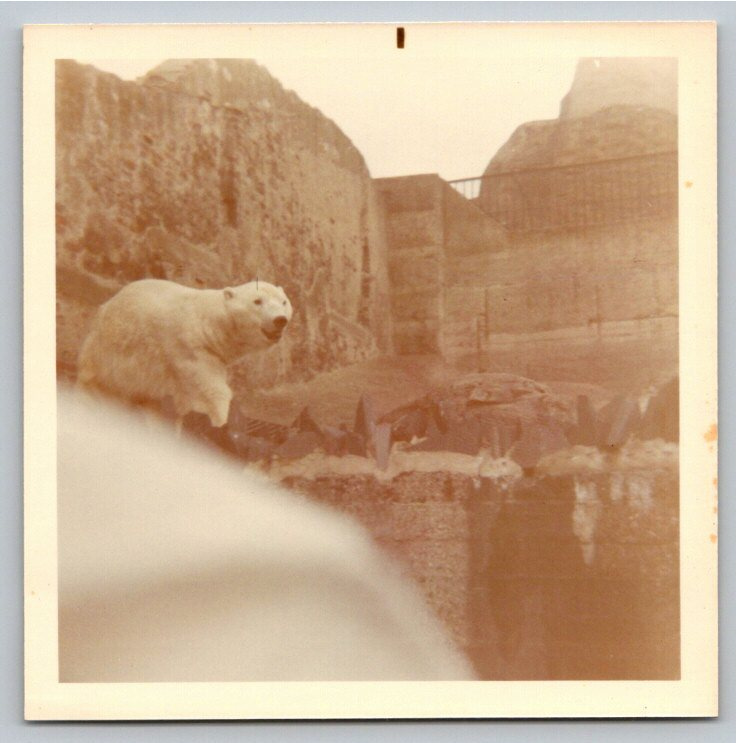 1970 Vintage Photo: Polar Bear at London Zoo Mappin Terraces