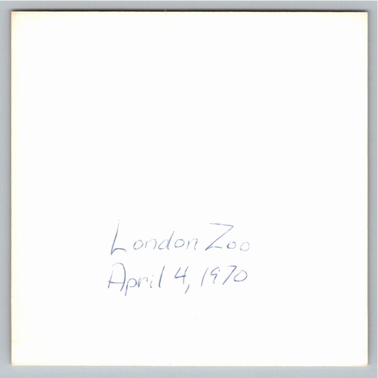 Vintage 1970 Photo: London Zoo Seal Enclosure at Regents Park - Back / Reverse View