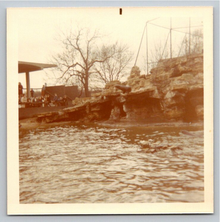 Vintage 1970 Color Photo: London Zoo Sea Lion Enclosure Snapshot