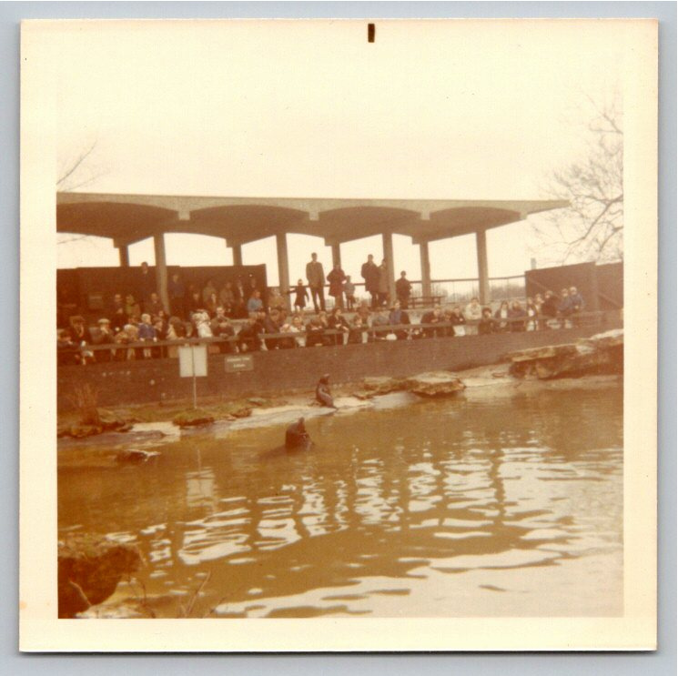 Vintage 1970 Photo: London Zoo Seal Enclosure at Regent's Park