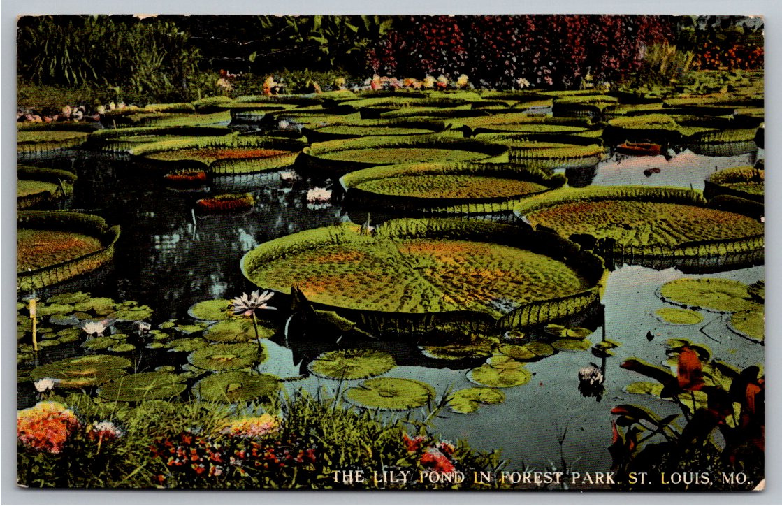 1912 Forest Park St. Louis Giant Water Lily Pond Vintage Postcard