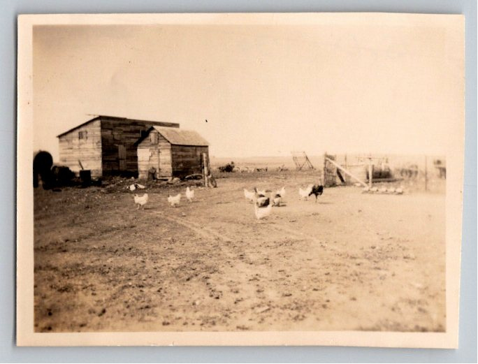 Vintage 1939 South Dakota Farm Snapshot: Rural Barnyard Life
