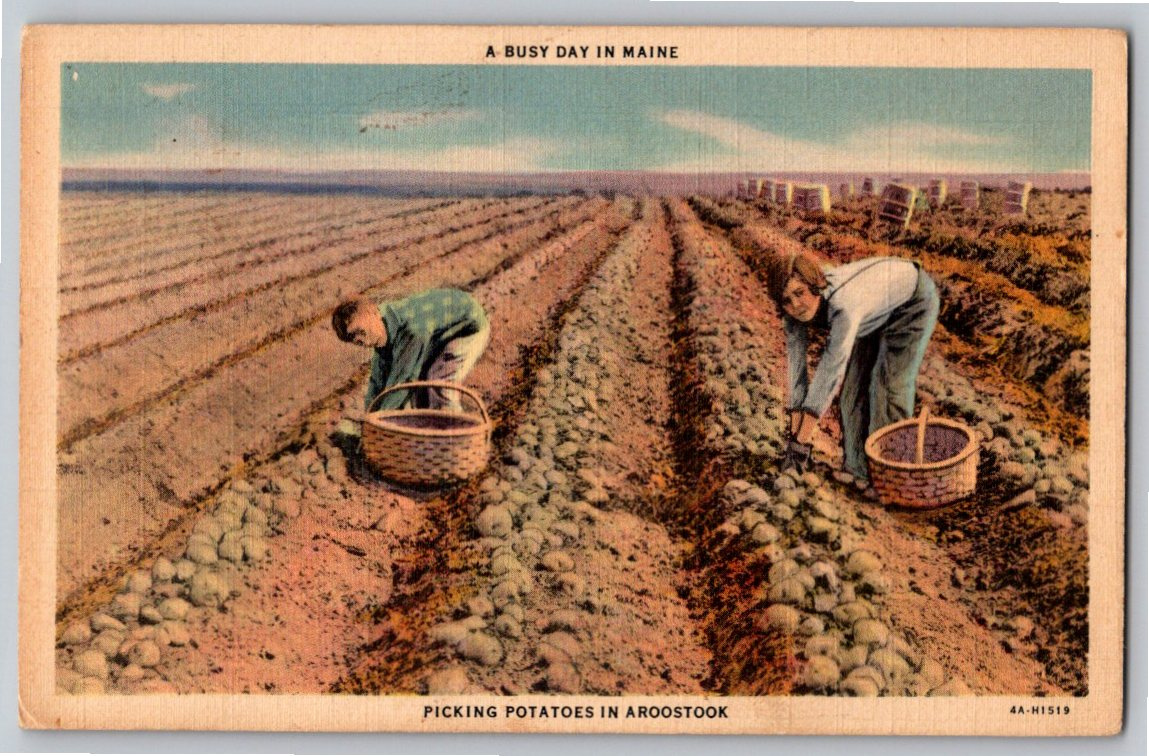 Vintage 1937 Linen Postcard: Maine Potato Harvest Aroostook