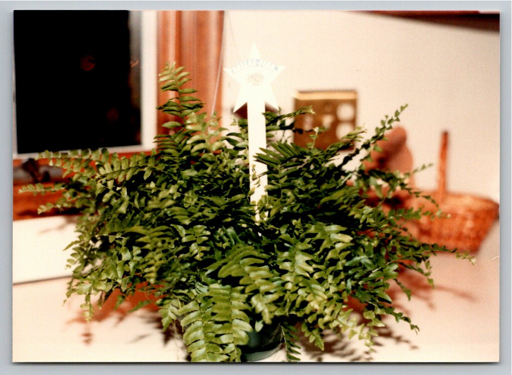 Vintage 1980s Color Photo Snapshot Potted Fern Houseplant