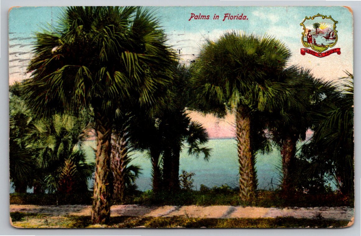 Vintage 1909 Jacksonville Florida Palms Postcard M. Mark Series