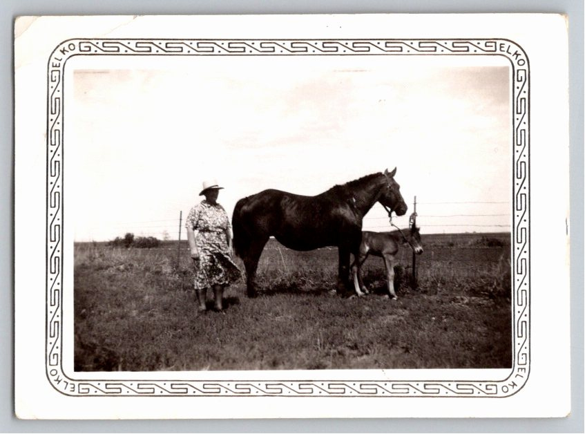 Vintage 1930s Photo Woman Horse & Foal Farm Snapshot Elko Border