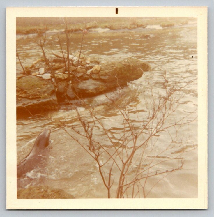 Vintage 1970 London Zoo Sea Lion Exhibit Original Square Photo