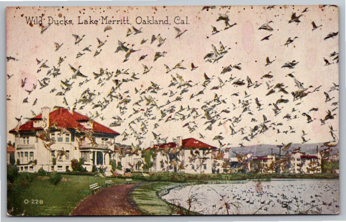 1910s Lake Merritt Oakland CA Wild Ducks Vintage Color Postcard