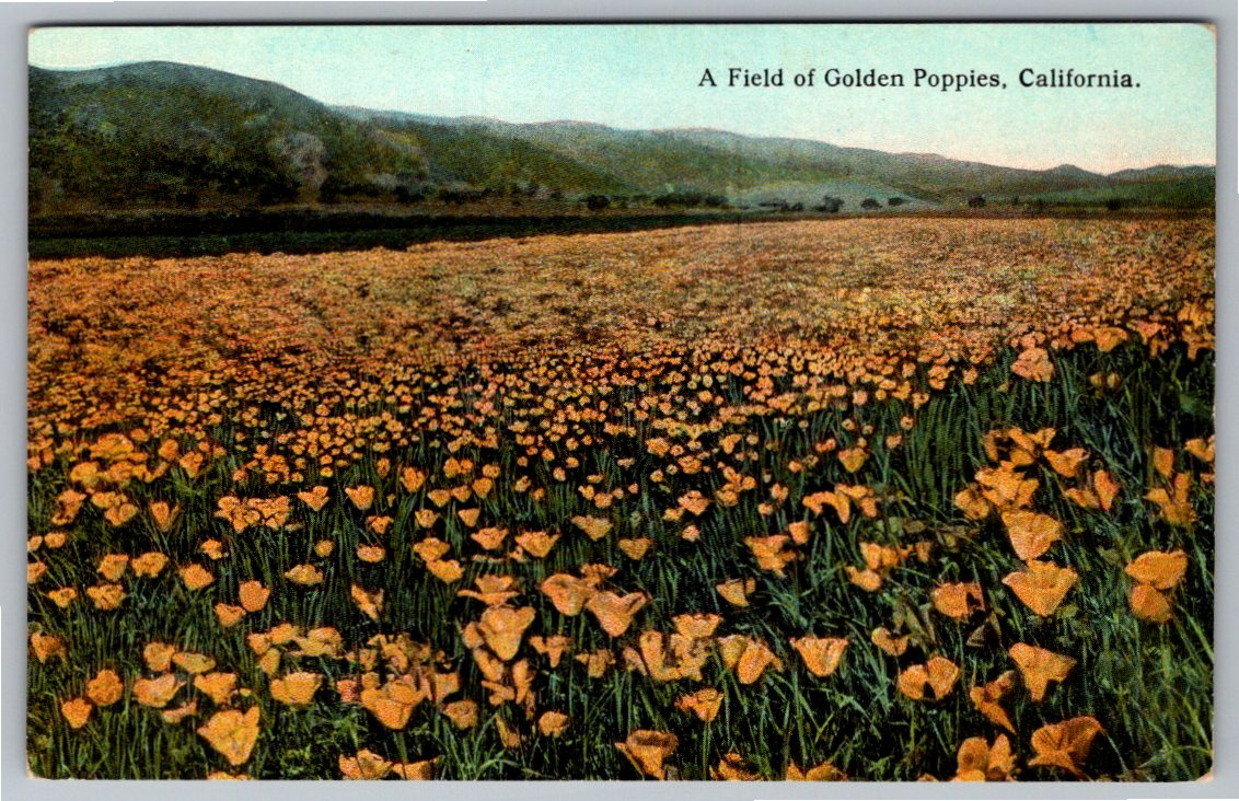 1908 California Field of Golden Poppies Antique Landscape