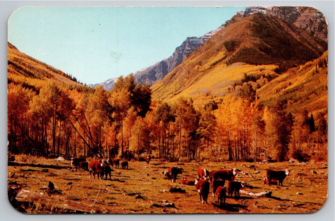 Vintage Colorado Postcard: High Country Autumn Cattle Grazing