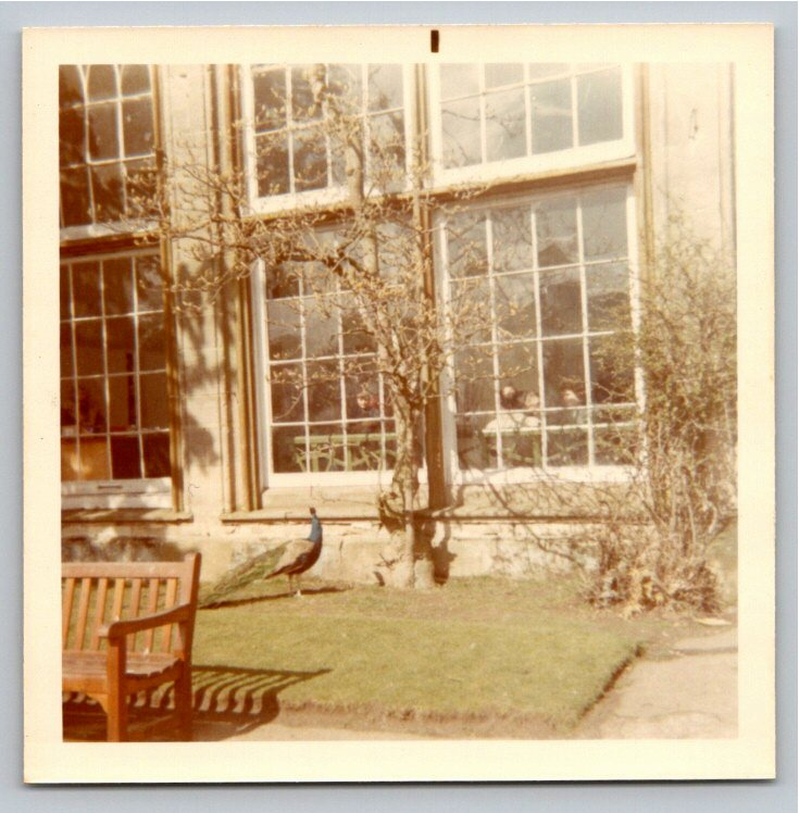 1970 Vintage Photo: Peacock on Warwick Castle Grounds, England UK