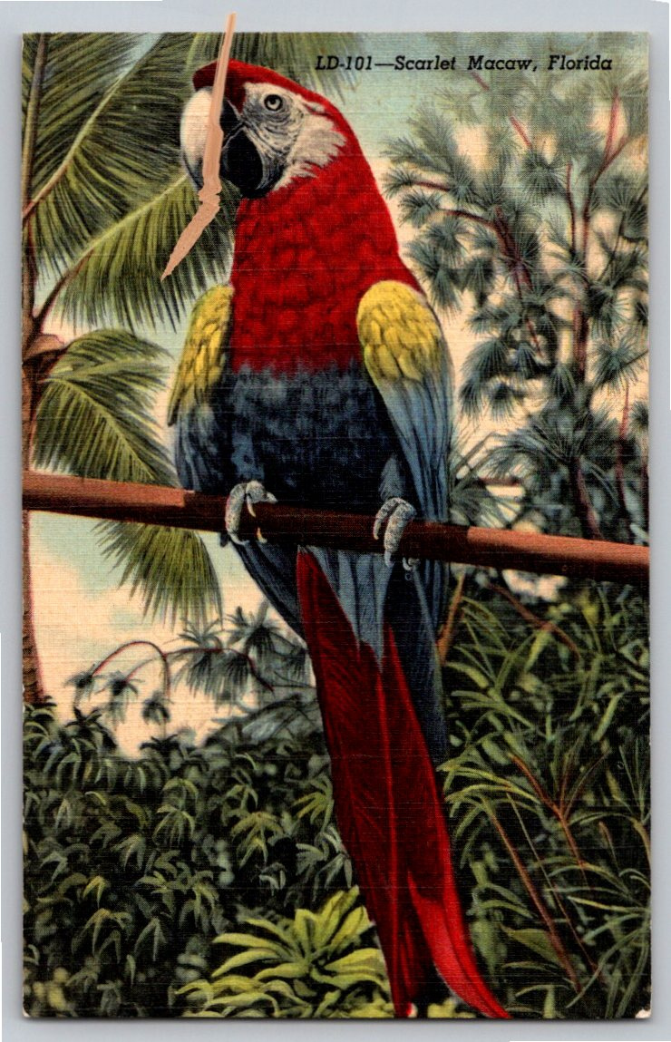 1940s Scarlet Macaw Vintage Postcard: Waite Bird Farm Florida