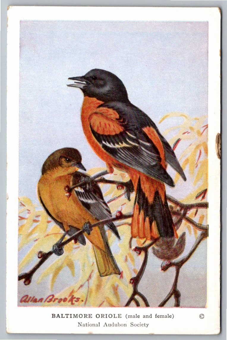 1940s Audubon Society Baltimore Oriole Postcard by Allan Brooks