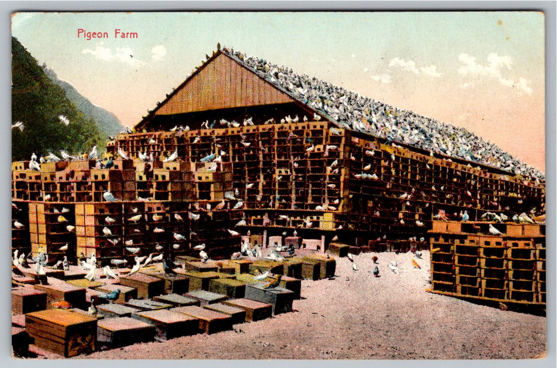 1908 Los Angeles Pigeon Farm Postcard: Historic M. Rieder Color